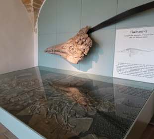 Fossiliensammlung im Museum des Klosters