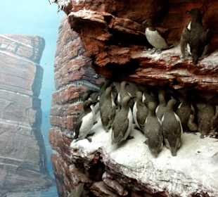 Felsen von Helgoland