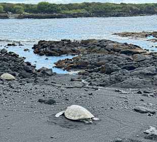 Punalu'u Black Sand Beach