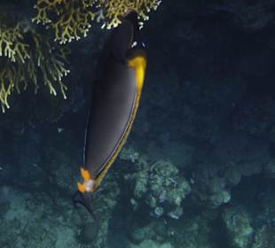 Tolle Unterwasserwelt