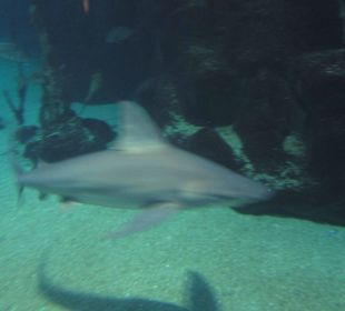 Aquarium / Oceanongrafic