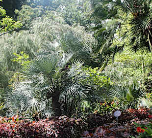 Botanischer Garten