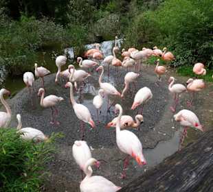 Bei den Flamingos im Zoo Salzburg