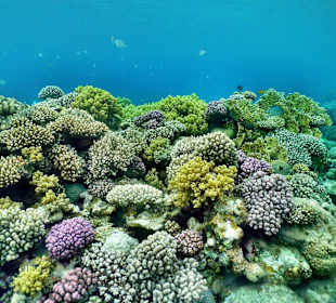 Gorgonia-Riff