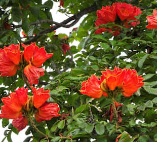 Spaziergang durch den Parque de Santa Catarina