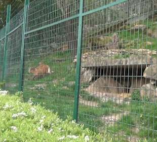 Südamerika Bereich - Mähnenwolf