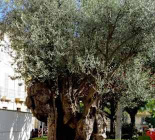 Uralter Olivenbaum vor der Kirche