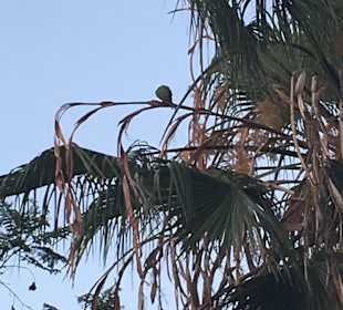 Wandern Puerto de la Cruz