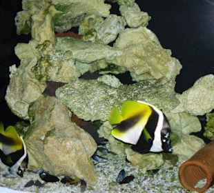 Noch mehr Fische