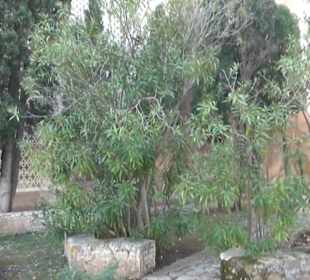 Garten "Turm der Araber"