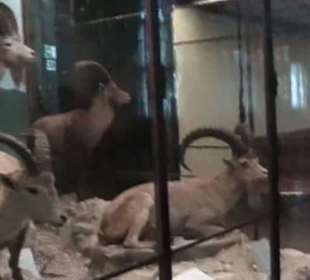 Naturhistorisches Museum