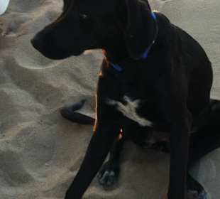 Hund am Strand