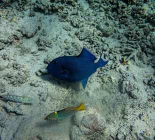 Blaustreifen-Drückerfisch