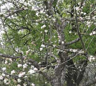 Wanderweg Firstwaldrunde