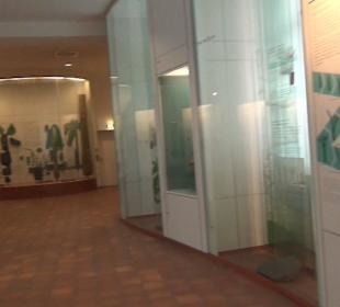 Entwicklung der Pflanzenwelt