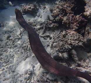 Schwimmende Muräne
