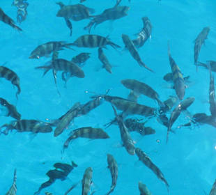 Море и рыбы