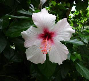 Blüte