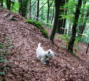 Hier mit Hund ohne Leine noch möglich
