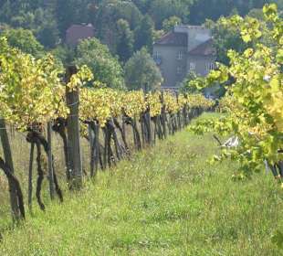 Weinfelder in Neustift am Walde