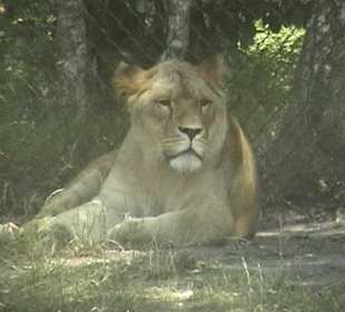 Er past auf seine Jungen auf