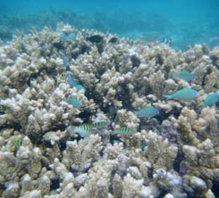 Am Riff vor dem Hotel Gold Beach