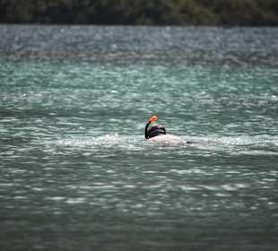 Schnorcheln im See