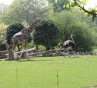 Giraffe jagt Strauß