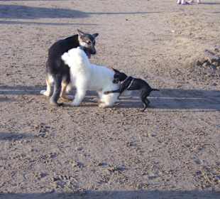 Sehr niedlich, nur wurde überall hingemacht