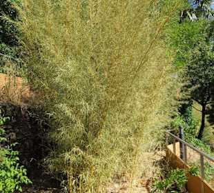 Eindrücke aus dem Jardin Méditerranéen