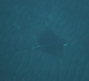 Schwimmender Adlerrochen