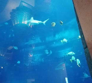 Dubai Aquarium