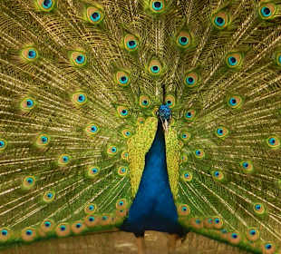 Pfau