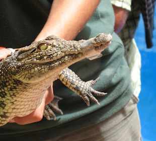 Süße kleine Kaimane