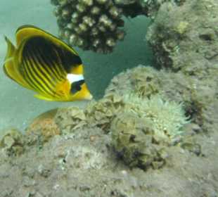 Hausriff Beach Albatros Resort