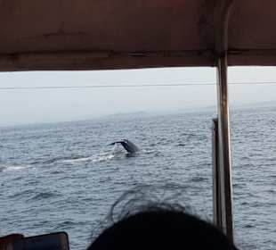 Whale Watching Mirissa