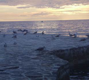 Racci při západu slunce