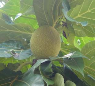 Arbre