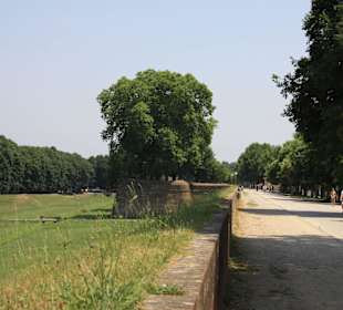 Stadtmauer von Lucca