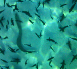 Schnorcheln Marsa Alam