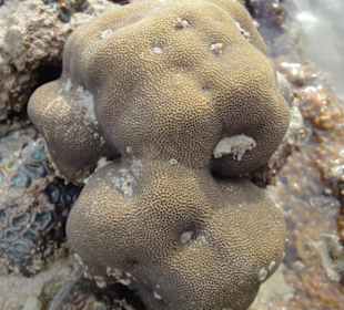 Railley Beach bei Ebbe