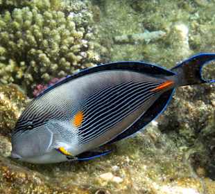 Schnorcheln Makadi Bay