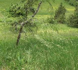 Waldlehrpfad in Tieringen