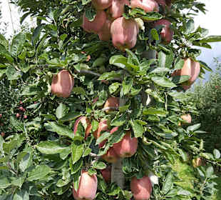 Apfelparadies Vinschgau