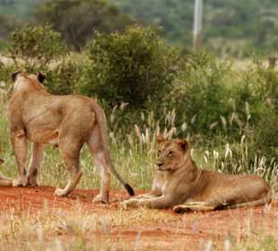 Müdes Löwenjunge mit Mama und Tante