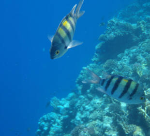 Fische am Riff