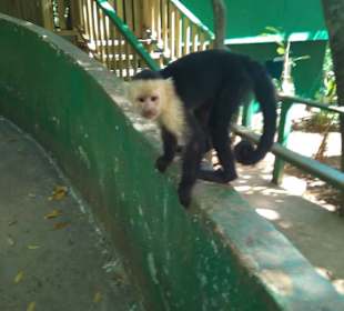 Aufpassen, die stehlen alles