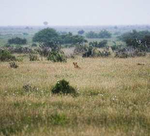 Nationalpark Kenia