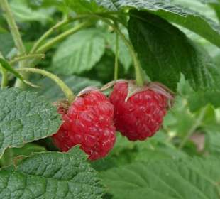 Impressionen aus dem Garten des Bauernmuseums