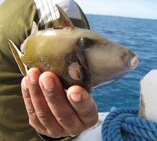 Sehr schwer zu fangen